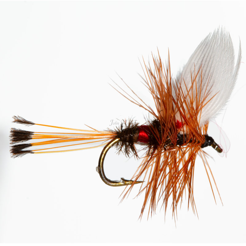 Royal Coachman