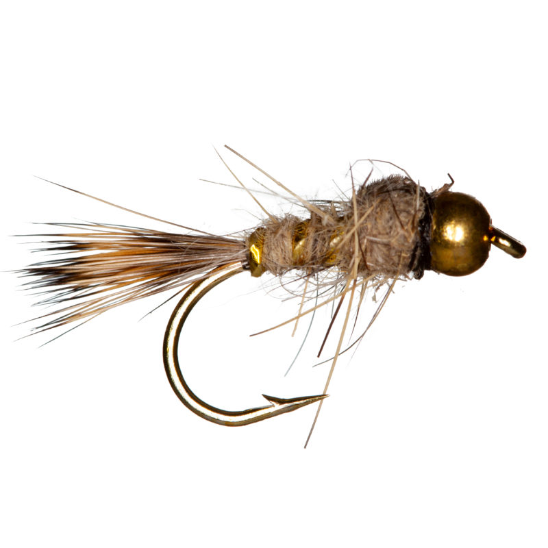 Harora Gold Head