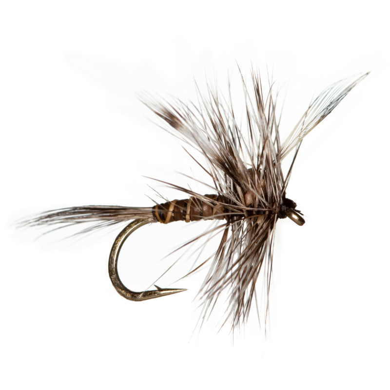 Mosquito