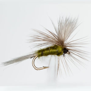 Dagslanda Olive