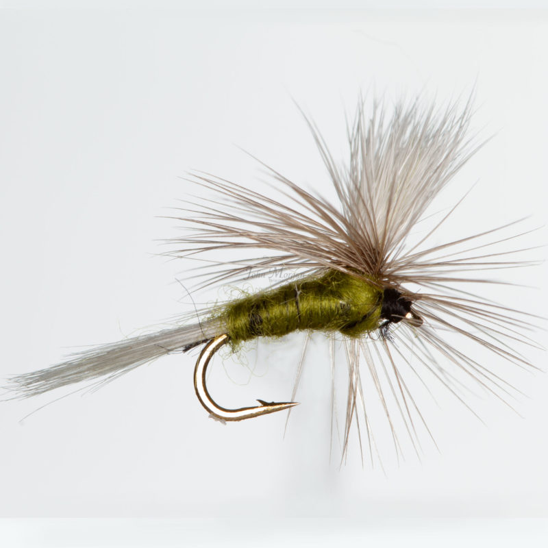 Dagslanda Olive