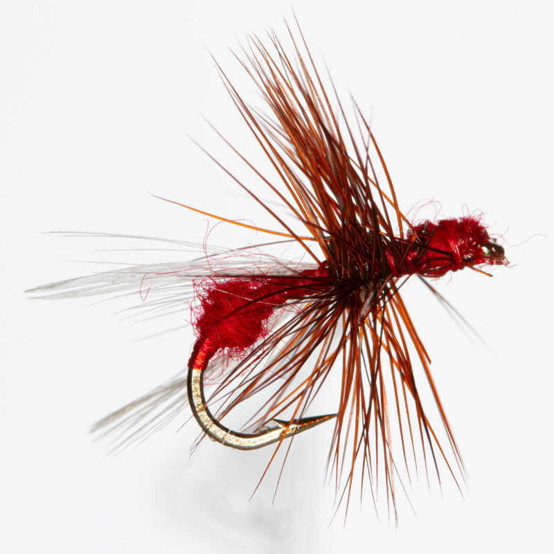 Ant Red White Wing