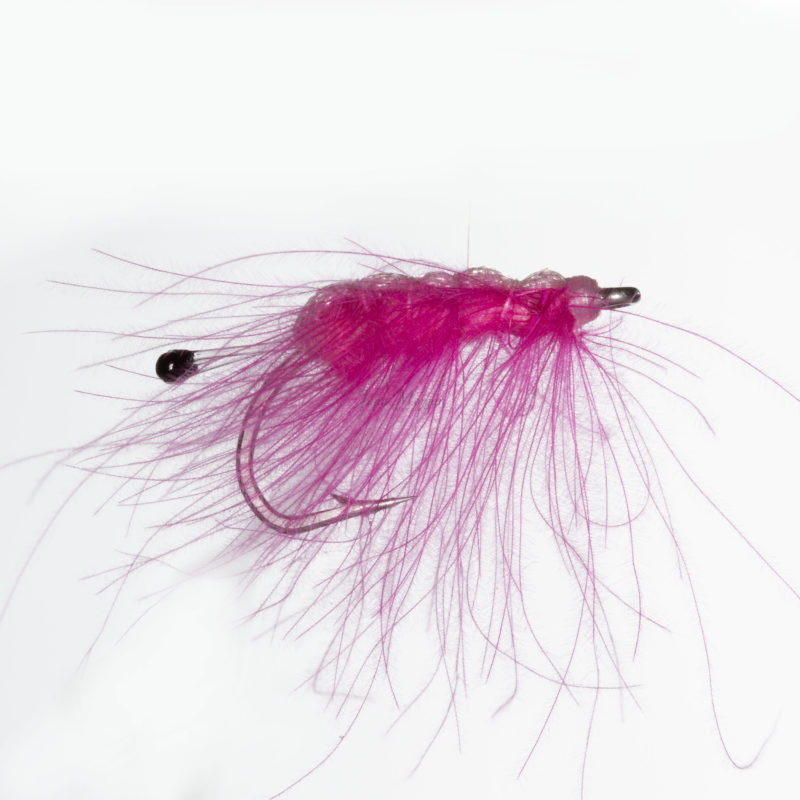 Shrimp