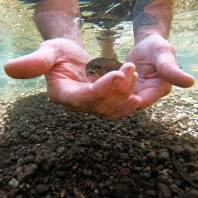 Releasing a fish caught on fly in a river.